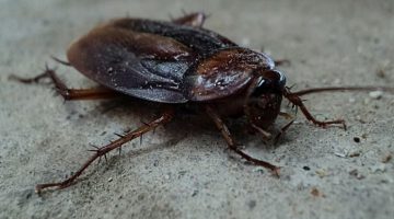 Scientists think Cockroach Milk could be the Super food of the Future