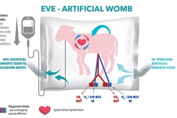 Further Research into Artificial Wombs Brings Us Closer to a Future Where Babies Grow Outside the Body