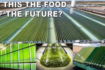 Are Microalgae the Next Generation Food of the Future?