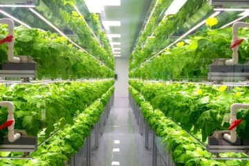 From Insects to Vertical Farming, The Future of Food is Sustainable