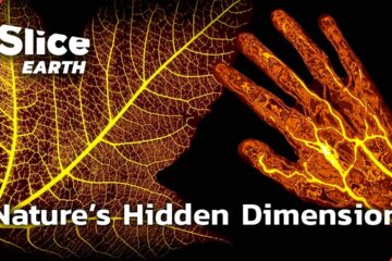 New Scientific Discoveries That Change Everything About Plants New Scientific Discoveries That Change Everything About Plants