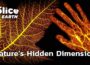 New Scientific Discoveries That Change Everything About Plants